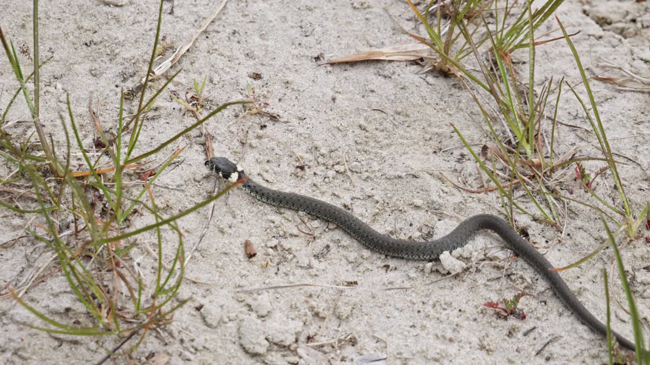 una serpiente de hierba se arrastra a través de un entorno arenoso - cerca de la cámara lenta