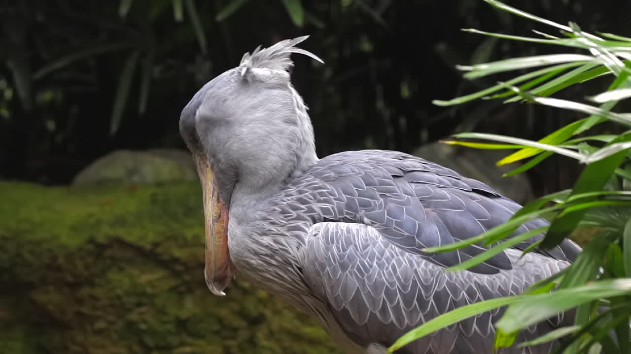 solo shoebill en la selva tropical de cerca