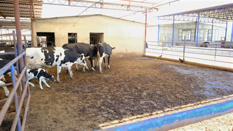 cows-and-calves-in-cow-farm