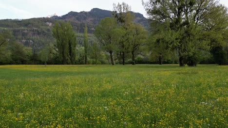 Wunderschöne-Traumhafte-Schweizer-Wiesen-Voller-Wilder-Gelber-Blumen