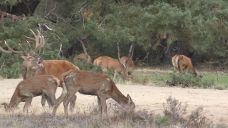 Deer-buck-running-towards-does-and-roaring