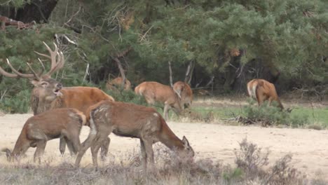 Venado-Corriendo-Hacia-Las-Hembras-Y-Rugiendo