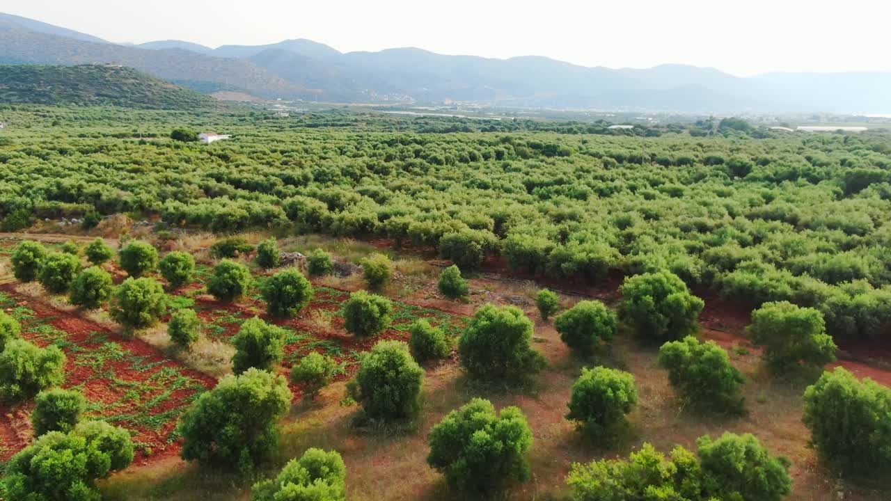 fly over olive (Olea europaea) grove in Crete. Trees and mountain setting