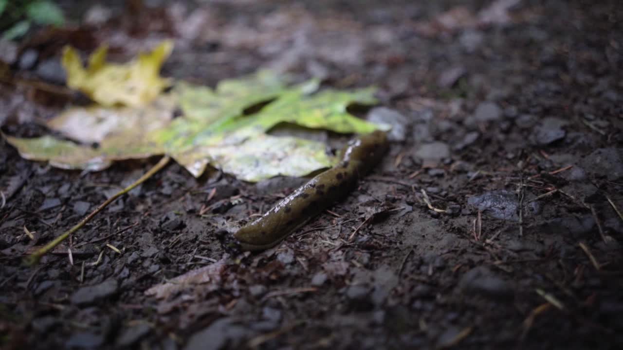 Close-up de lesma na floresta pluvial.