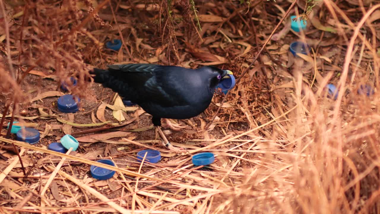 사틴 바우어버드 (satin bowerbird) 가 파란색 물체를 둥지에 배열하고 있다