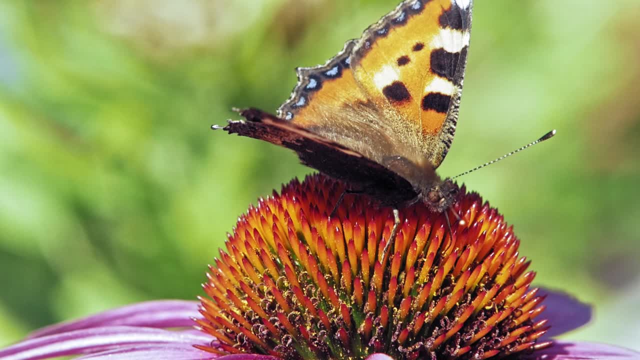 Primo piano macro estremo di farfalla Vanessa urticae arancione posata su un fiore a cono viola che raccoglie polline