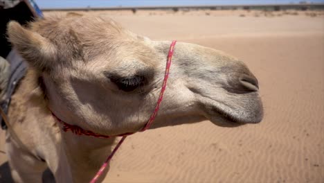 profile slomo of african camel standing in namibian sand and looking into the distance