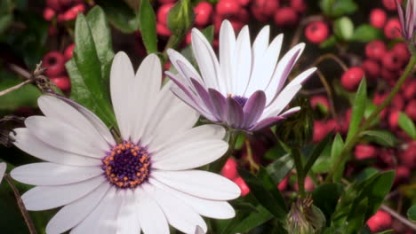 close-up-image-of-two-white-marigolds,-amidst-red-holly-plants