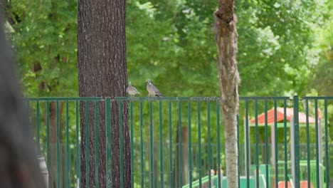 dos palomas caminando en la valla y luego vuela lejos