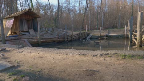 ducks and mallard outdoors in coop with small pond