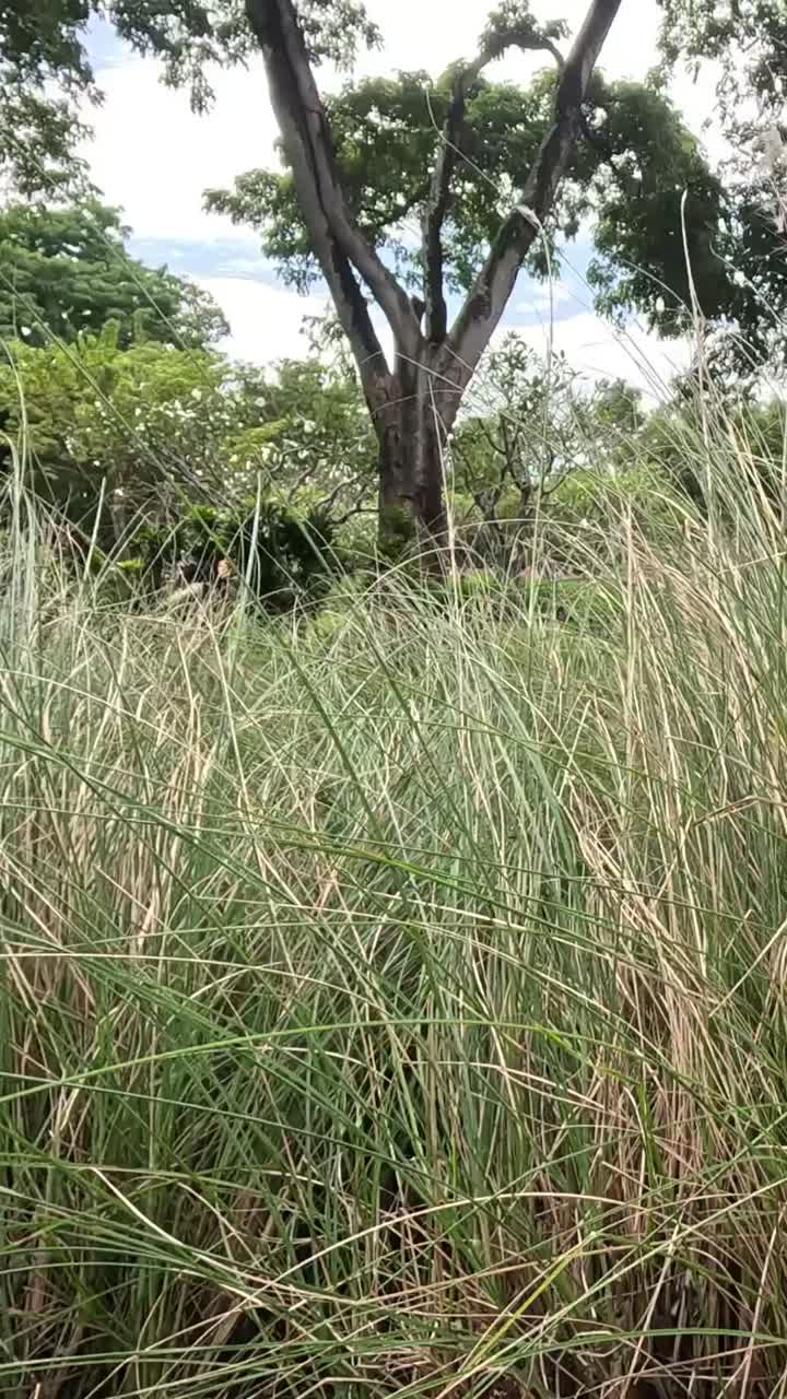 un paseo pacífico en un paisaje verde exuberante.
