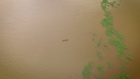 Vista-Aérea-De-Una-Diminuta-Canoa-Indígena-Que-Navega-Por-El-Río-Orinoco-Entre-Algas-Flotantes