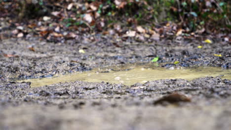 close up slow motion of trekking shoes walking inside a puddle mud during a trekking adventure in remote hiking trails