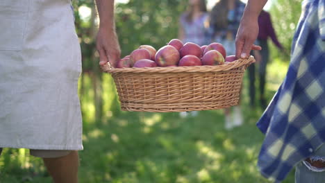 people carrying a basket of freshly picked apples in an orchard