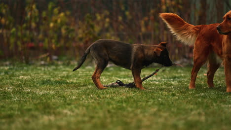 lindo cachorro recogiendo un palo junto a un adulto golden retriever esponjoso