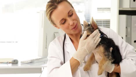 un veterinario feliz chequeando a un yorkshire terrier