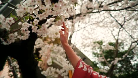 hand reaching for cherry blossoms in spring