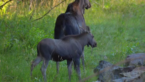 mom and calf moose on the side of the road in island park, idaho, usa