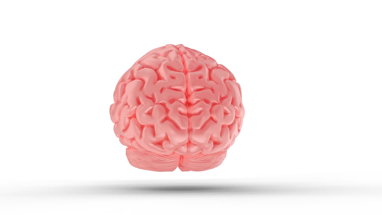 3D Loop of an Isolated Human Brain