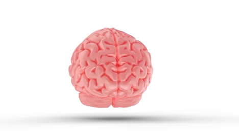 bucle 3d de un cerebro humano aislado