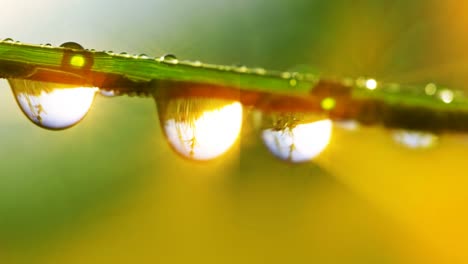 drops of dew on a green grass