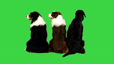 group of three dogs sitting and turning their heads on a green screen, chroma key