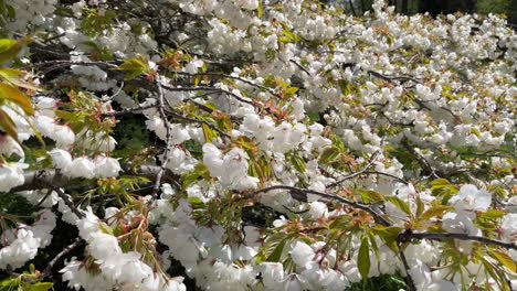 flores de cerezo moviéndose en el viento