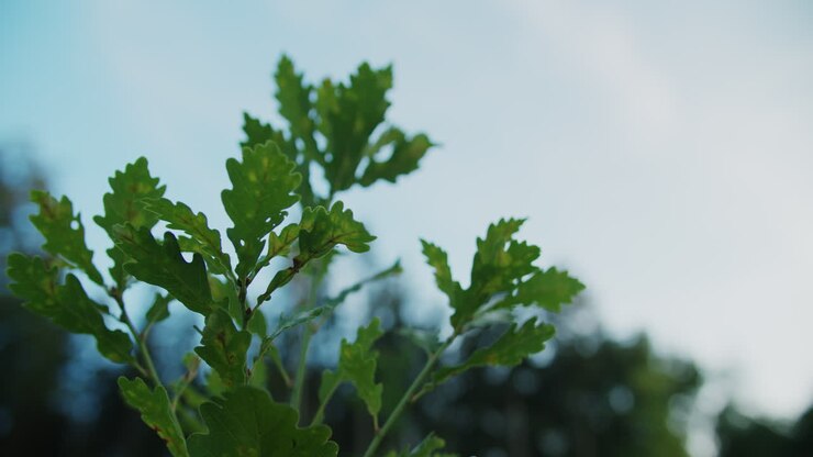 Low angle shot of a small growing tree in a renaturation program