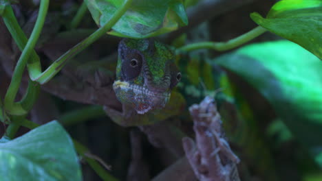 Pantherchamäleon-Oder-Furcifer-Pardalis-Ist-Eine-Auf-Madagaskar-Vorkommende-Chamäleonart