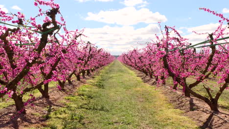 blooming peach orchard in spring