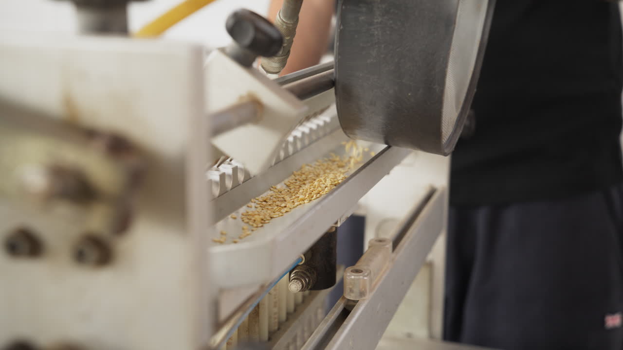 Close-up of a worker manually pouring raw grain seeds into an automated agricultural processing and sorting machine line