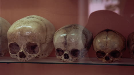 ancient human skull in museum. skulls raw shows human evolution at medical museum