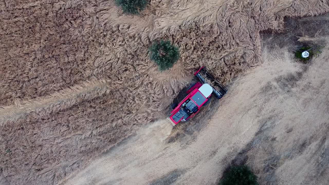 빵 생산 체인을 위한 밀 수확의 날, 작업 중인 탈곡기