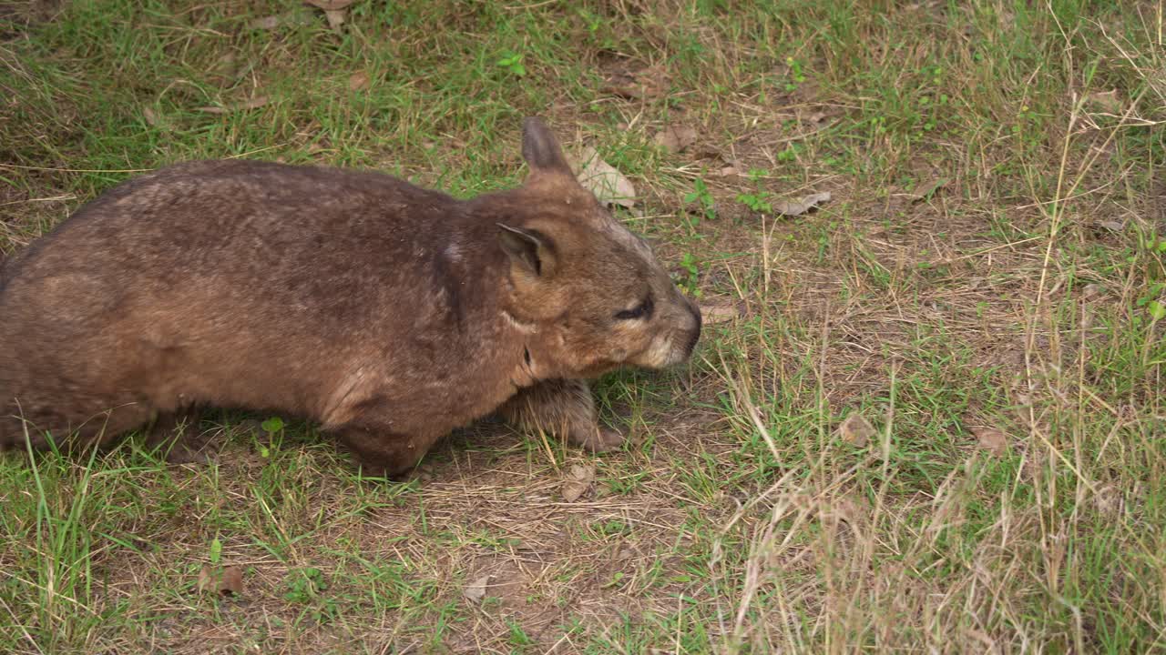 A Wombat Foraging in Grass