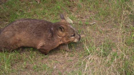 a wombat foraging in grass