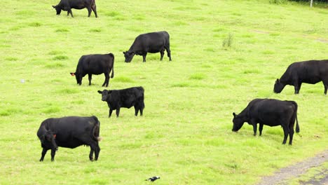 herd of black cattle roaming and grazing