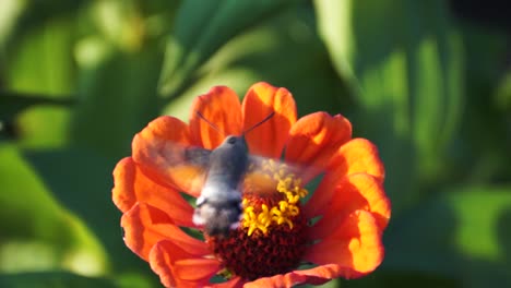 Hummingbird-hawk-moth-feeding-on-a-flower,-green-field,-blurred-background