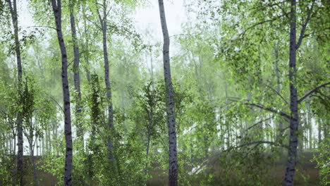 panorama of birch forest with sunlight