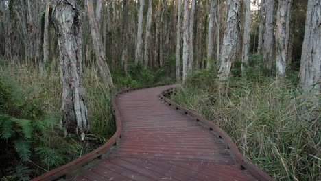 Handheld-wide-shot-Melaleuca-Boadwalk-trail,-Coombabah-Lake-Conservation-Park,-Gold-Coast,-Queensland