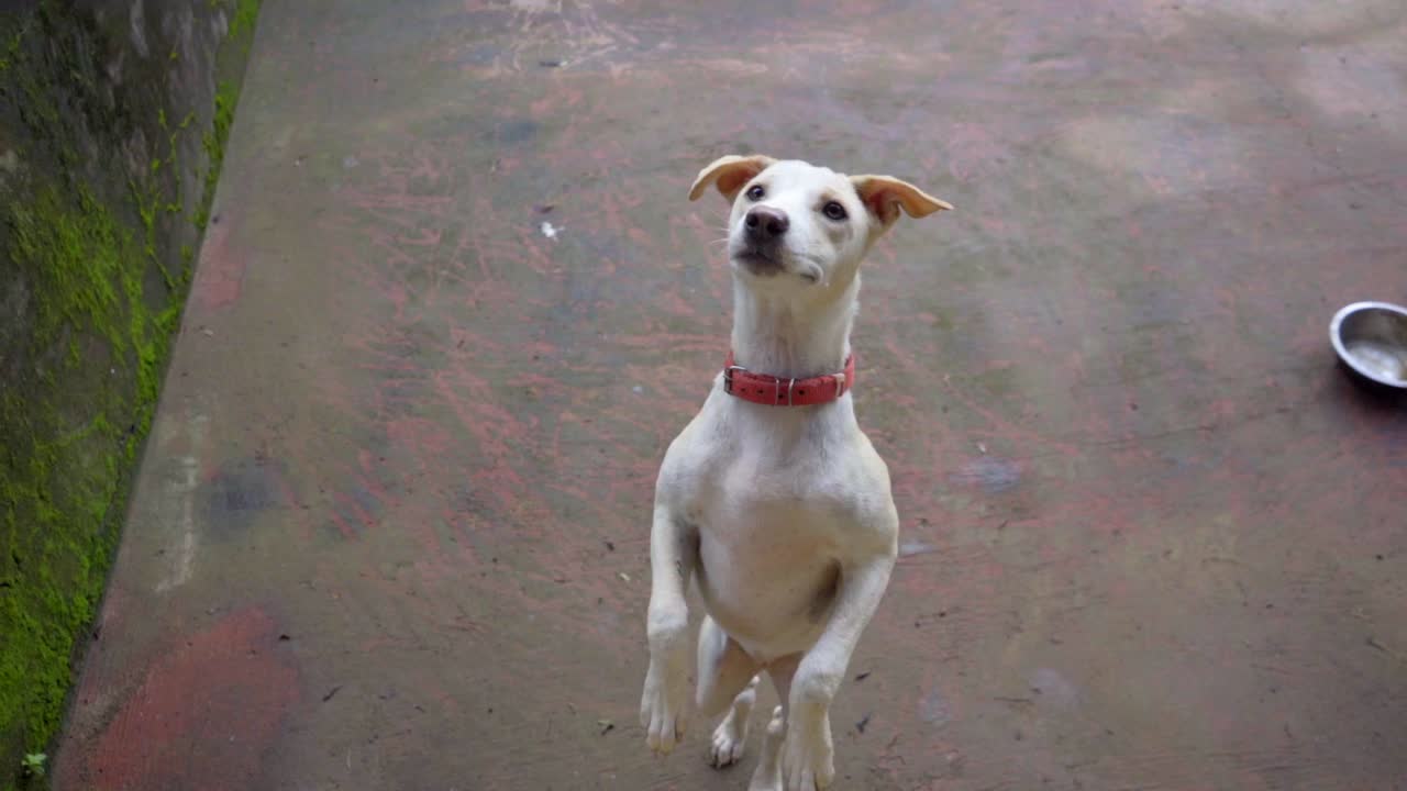 dog standing on two leg for food