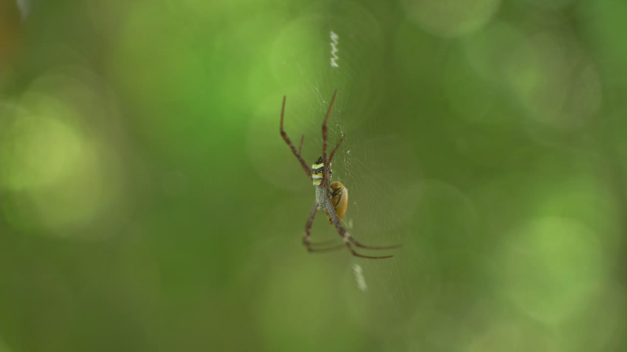 una araña teje una telaraña y se sienta en ella esperando a su presa