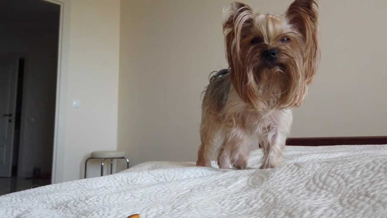 Dare da mangiare al Yorkshire Terrier le crocchette sul divano