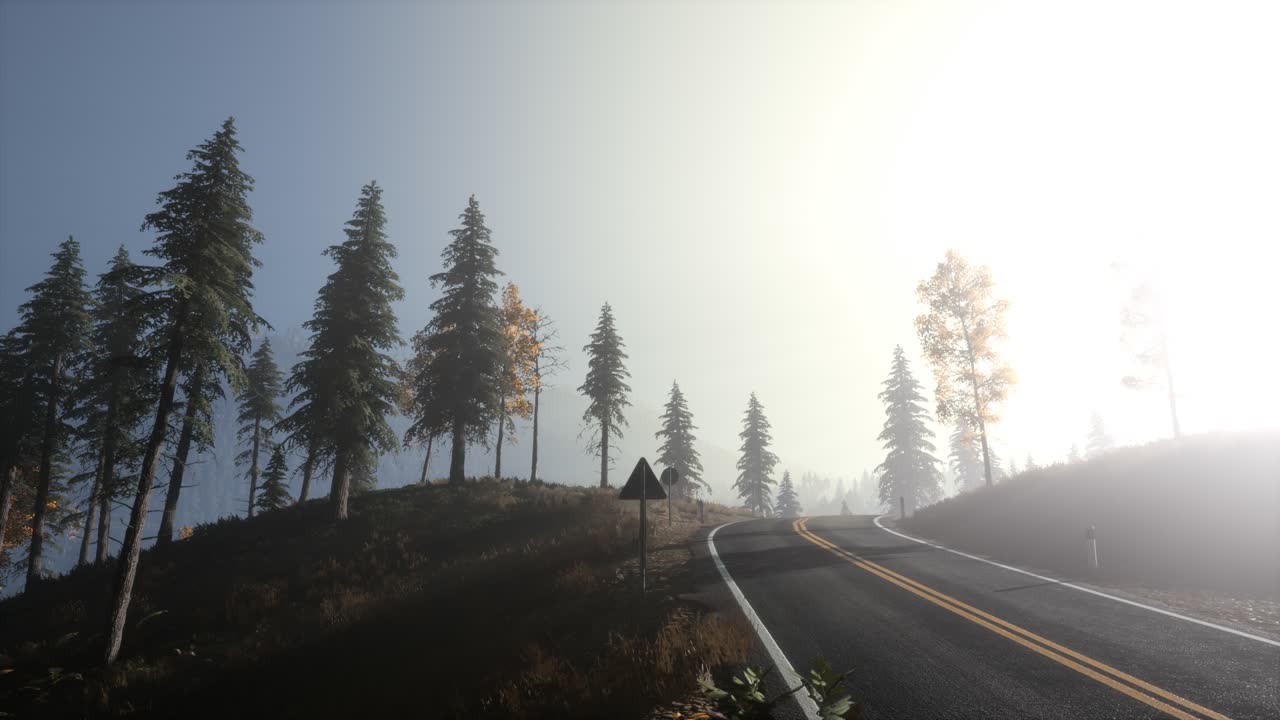 아침에 안개 속에 있는 평온한 분위기 있는 숲