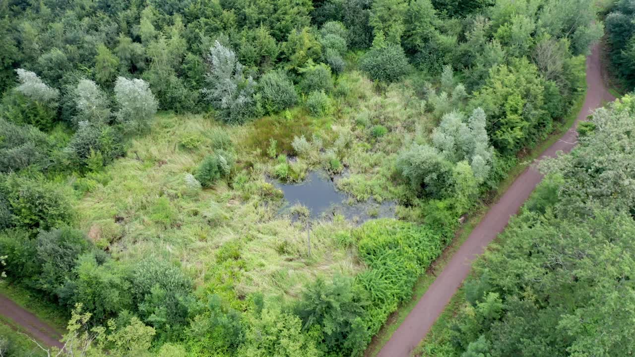 Small pond in a boggy landscape at the edge of footpath, top view drone