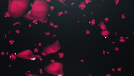 falling petals of roses with on an black background