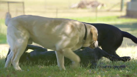 three dogs in a field playing with each other in the afternoon sun