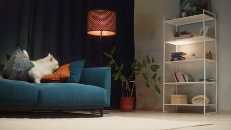 a cute white westie playing and exploring in a cozy living room