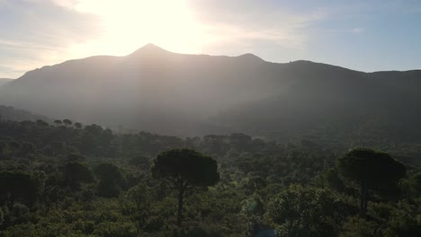 a dramatic drone flight over the tops of trees of a forest during a misty majestic sunrise rising over the mountains