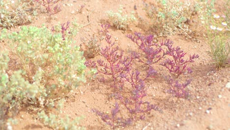 desert in bloom after outback flooding