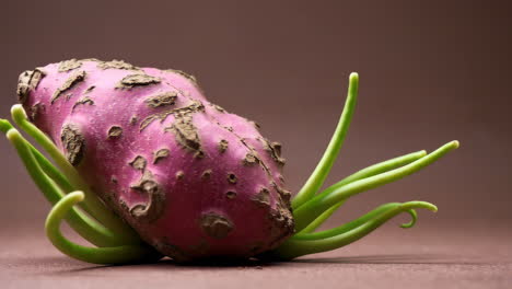 unusual pink sprouted tuber